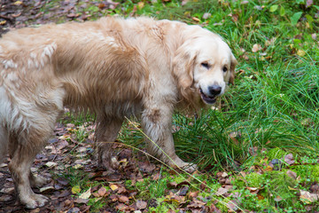 Dog eating grass in the woods. Digestion dogs, the right nutrition.