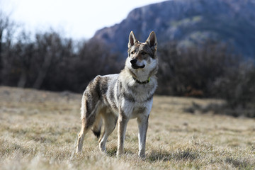 Wolfdog