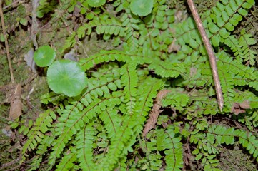 Fern leaves
