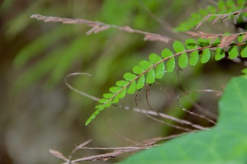 Fern leaves