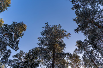 Fototapeta premium Sunny Winter Day in Pine Tree Forest, Abstract Background