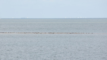 Seehund Sandbank Nordsee