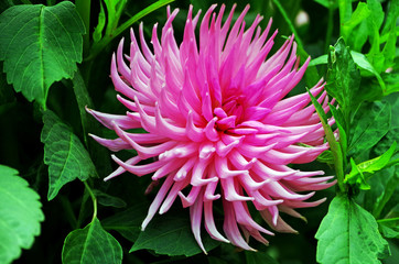 Close up of a dahlia blossom in a flower garden