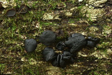 Gemeiner Schmutzbecherling, Bulgaria inquinans, bachelor's button