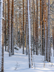Sunny Winter Day in Pine Tree Forest, Abstract Background