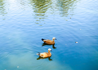 Two young little wild ducks on the lake.