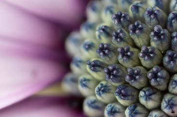 Blüte pink rot weiss blau supermakro