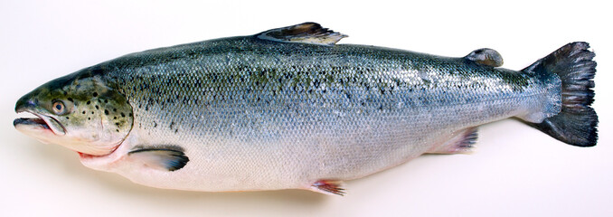 Fresh whole Salmon agsinst white background