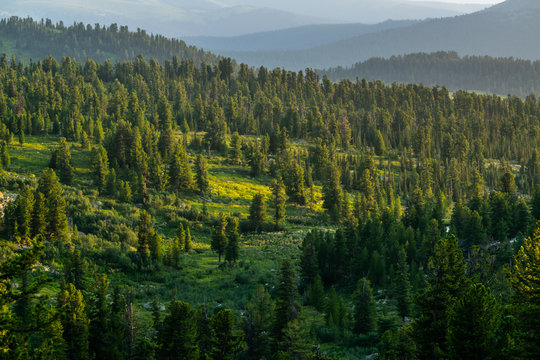 Beautiful sunset view in cedar forest in front of sayan mountain range, Ergaki national park, Krasnoyarsk region, Siberia, Russia 