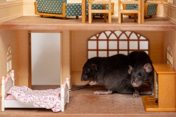 two little rats in a toy house.