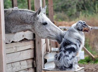 Grey horse flirting with aussie