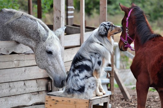 Two horses study the Australian shepherd