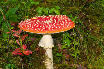 fly agaric in the forest