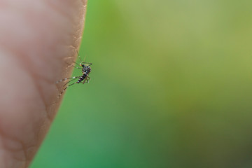 Close up mosquito sucking blood from human skin .