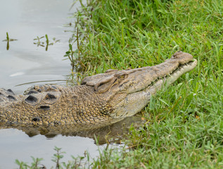 Crocodile resting