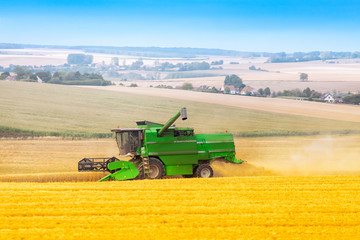 Green harvester collects wheat on the field. Agriculture concept