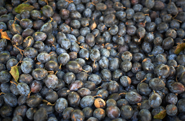 Damsons on sale in a farmers market in Somerset, UK