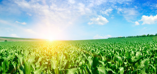 Green corn field and bright sunrise against the blue sky. Wide photo.