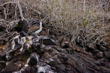 Pelicano pardo, Galapagos Islands, Ecuador, America, UNESCO WORLD HERITAGE
