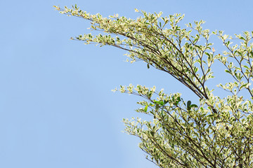 Fresh green leave branch on the mountain and against blue sky.