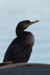 Cormoran Yeco 