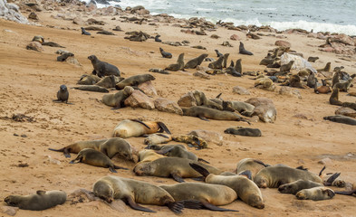 Große Gruppe von Robben am Strand von Cape Cross, Namibia, bei Swakopmund an der Skelettküste