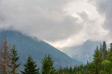 Trees and mountains in the Tatras
