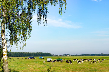 A herd of collective cows on a pasture.