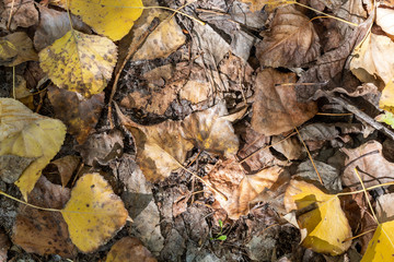 Fototapeta premium Old Weathered Autumn Leaves on The Ground