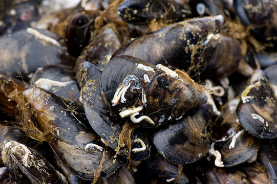 Image of shellfish recognizing bivalves.	
