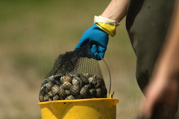 Image of shellfish recognizing bivalves.	