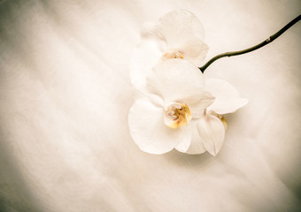 Naklejka na ściany i meble The branch of White orchids on white fabric background 