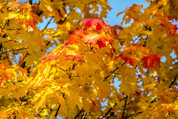 Autumn background-yellow maple leaves in the city Park 