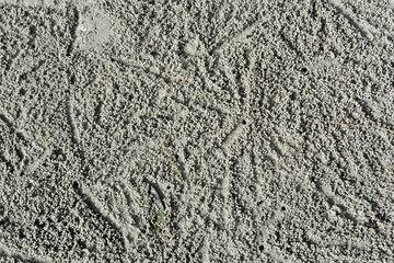 Sand crab mink on the beach