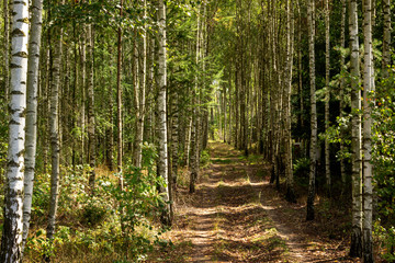 Forest birch grove of northeast Poland.