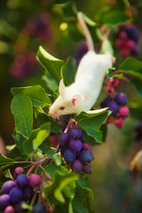 White mouse sitting on a green branch of shadberry