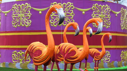 Flamingos on parade