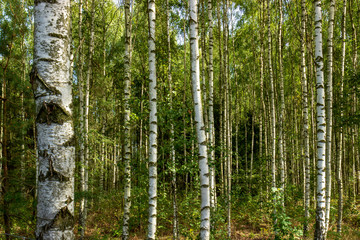 Forest birch grove of northeast Poland.