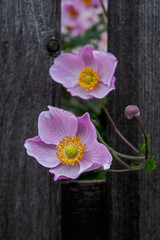 autumn anemones, windflowers,  poke their heads through the slats of an old wooden fence