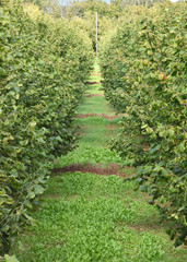 Naklejka premium Rows of hazelnuts