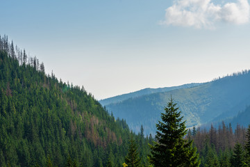 Fototapeta na wymiar Trees and mountains in the Tatras