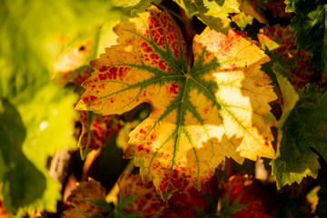 close-up of a wine strain