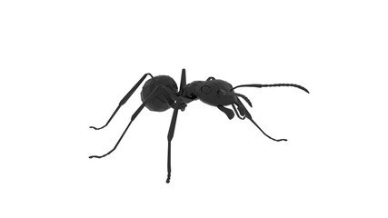 3d rendering of an ant isolated in white studio background