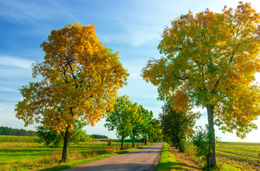 Naklejka premium Golden autumn road and roadside trees.