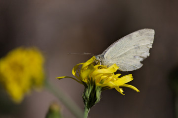 Papillon sur une fleur