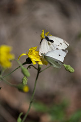 Papillon sur une fleur