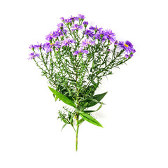 Fototapeta premium Blue aster flowers branch