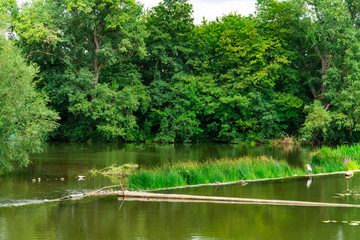 green trees along river Lahn in Limburg an der Lahn, Germany