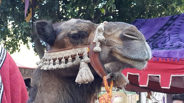 Camel enjoying himself at Medieval Portuguese festival