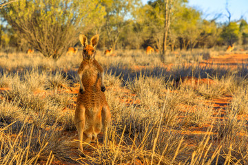 Front view of a male red kangaroo standing outdoors in the wilderness. Outback of Central Australia. Australian Marsupial, Macropus rufus, Northern Territory, Red Centre. Desert landscape at sunset.